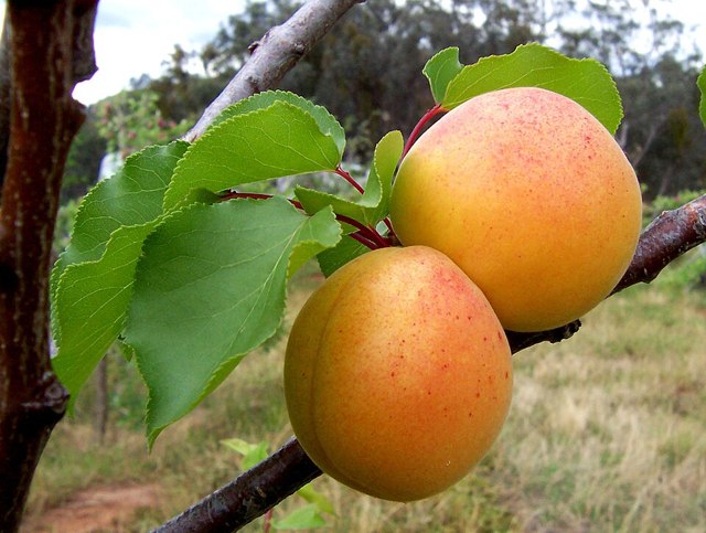 قەیسی