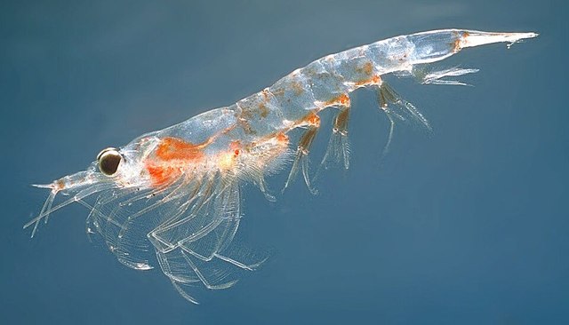 Antarctic krill with basil 150g (12 packs)