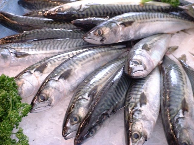 Atlantic mackerel fillet in unagi sauce 175g (9 packs)