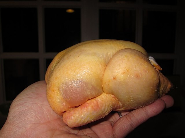 Breeder hen