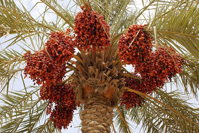 تمر عراقي