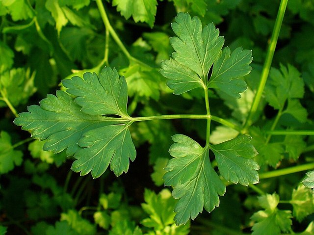 بقدونس (kg)