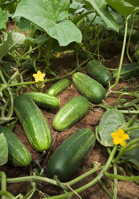 cucmber