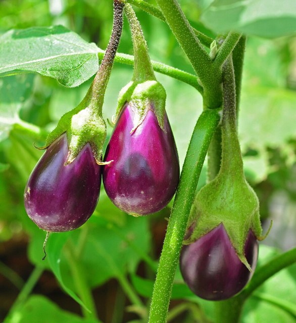باینجان