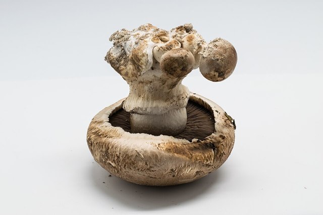 mushroom