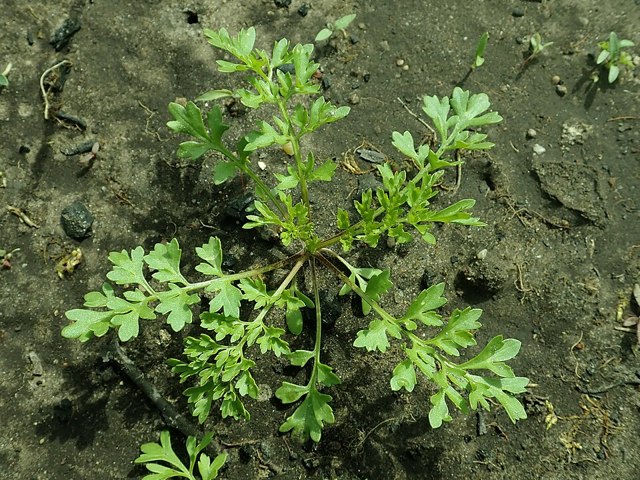 رشاد